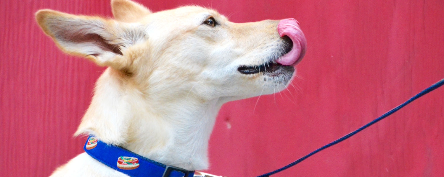Dog in hot dog style collar