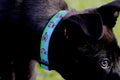 Black dog wearing the ninja dog collar
