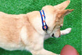 Dog wearing collar with two outer dark blue stripes and one central off-white stripe and orange six point stars around the collar. 