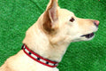 Fawn dog wearing collar with two outer red stripes and one central off white stripe with black six pointed stars wround the collar.