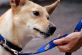 Picture of fawn dog looking at navy dog leash with chicago style hot dog design.