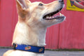 Picture of fawn dog wearing navy dog collar with Chicago Style hot dog design.