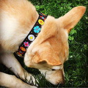 Fawn dog with black dog collar with daisy chain pattern and colorful daisy flowers.