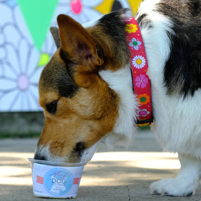 Dog eating ice cream wearing a red dog collar with diasy chain pattern and colorful daisies.