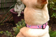 Picture of fawn colored dog wearing medium pink collar with angel wing design and words earth angel.