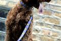 Goldendoodle wearing light purple fetch wizard collar and leash.