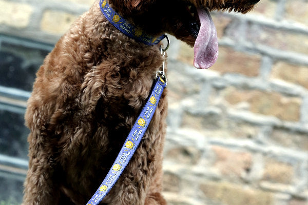Fetch dog leads shop