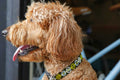 Doodle pictured wearing green bicycle sprocket design.  Collar is green with light green stripe and white, light green and light blue sprockets.