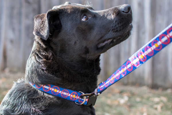 Black dog wearing dog collar with light blue and white stripes with red bicycle sprockets with some filled in with yellow - representing the colorado state flag colors.  The collar is attached to a dog leash in the same pattern.