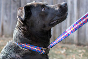 Black dog wearing dog collar with light blue and white stripes with red bicycle sprockets with some filled in with yellow - representing the colorado state flag colors.  The collar is attached to a dog leash in the same pattern.