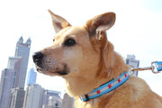 Picture of fawn dog wearing dog collar with two light blue stripes and one white stripe and red six pointed stars - representing the Chicago Flag.