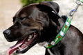 A black dog wearing a Green Marshall the Marshmallow dog collar.