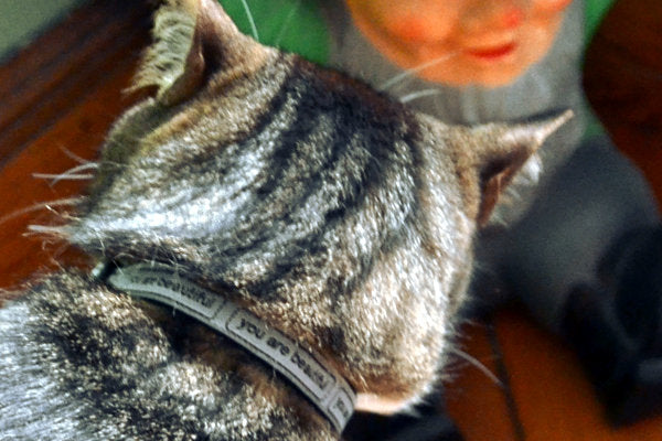 Cat wearing cat collar that is silver with the words you are beautiful in black. 