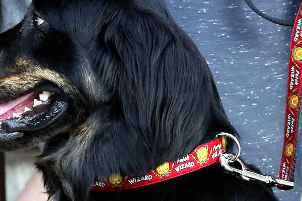 Black dog wearing red fetch wizard dog collar and leash.
