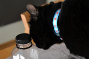 Black cat wearing cat collar with two light blue stripes and one white stripe and red six pointed stars - representing the Chicago Flag.