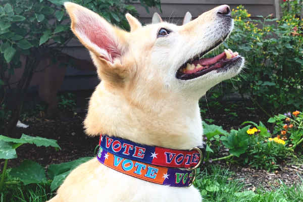 Fwan dog wearing two dog collars. One is red and navy blocks pattern with the word VOTE on each color block. One is purple and orange blocks pattern with the word VOTE on each color block. 