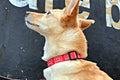 Fawn colored dog wearing red dog collar with words you are beautiful in white.